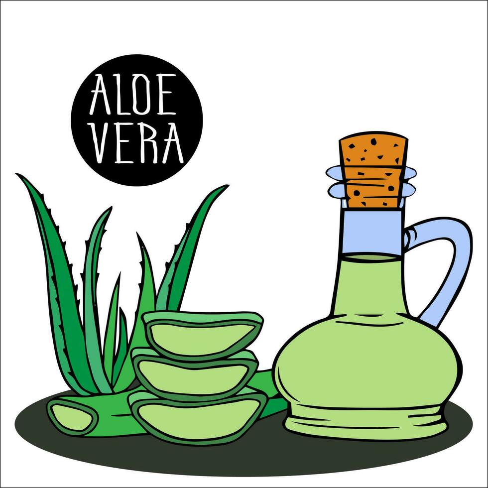 färsk skära aloe vera växt, hela löv och bitar, skivor. extrahera, grundläggande olja med medicinsk extrahera i flaska av aloe vera, från färsk löv vektor