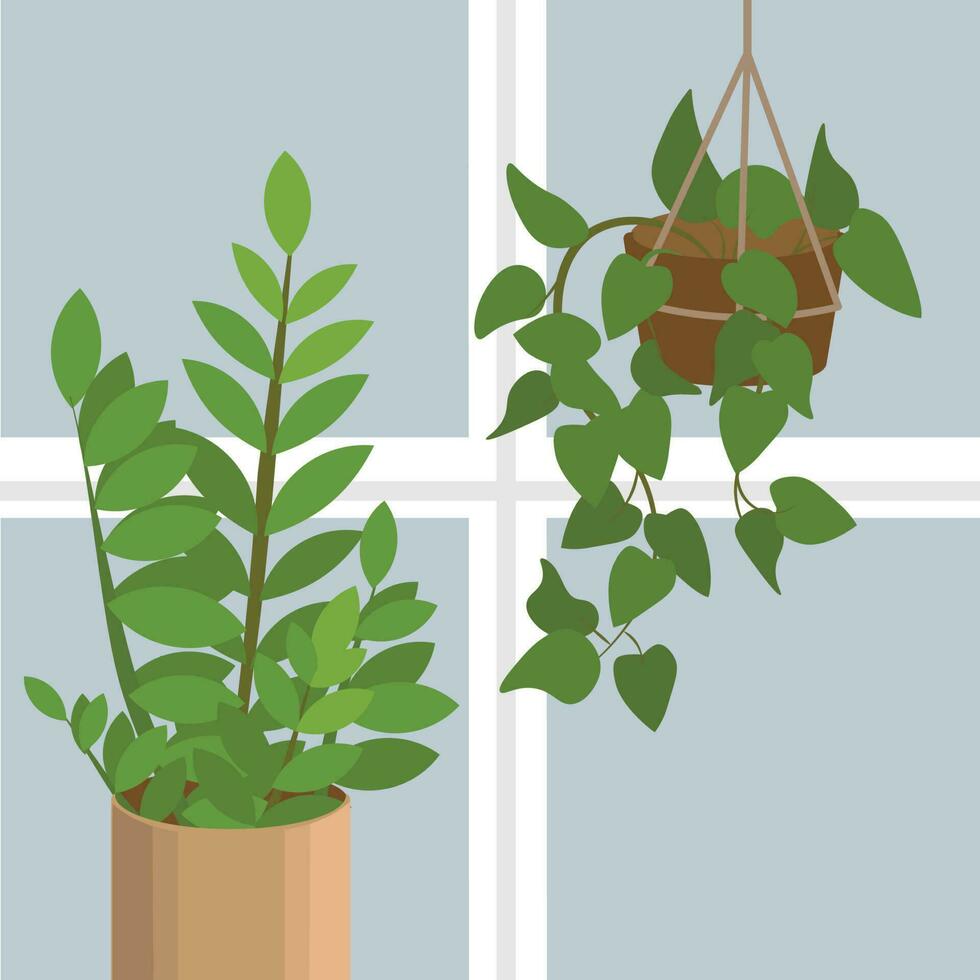 Platz Vektor Illustration von ein zz Pflanze und ein Philodendron auf das Fenster. Nahansicht Komposition