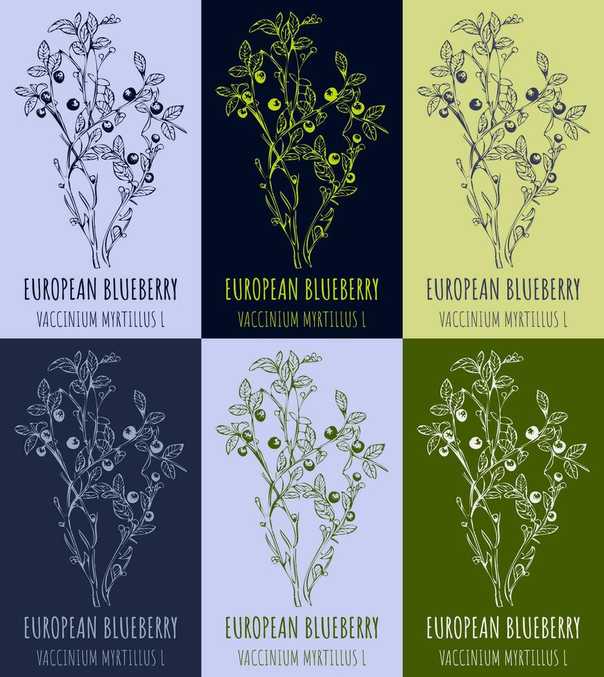 europeisk blåbär buske eller vaccinium myrtillus l med mogen bär i årgång stil. vektor illustration