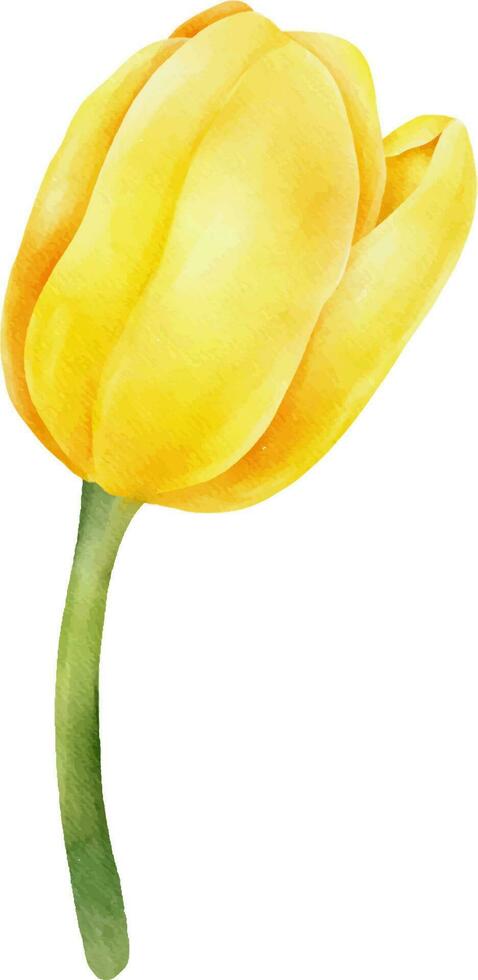 Gelb Aquarell Tulpe mit Grün Blatt. Hand gezeichnet Aquarell Illustration vektor