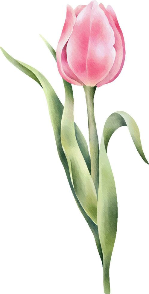 Rosa Aquarell Tulpe. Hand gezeichnet Aquarell Illustration vektor