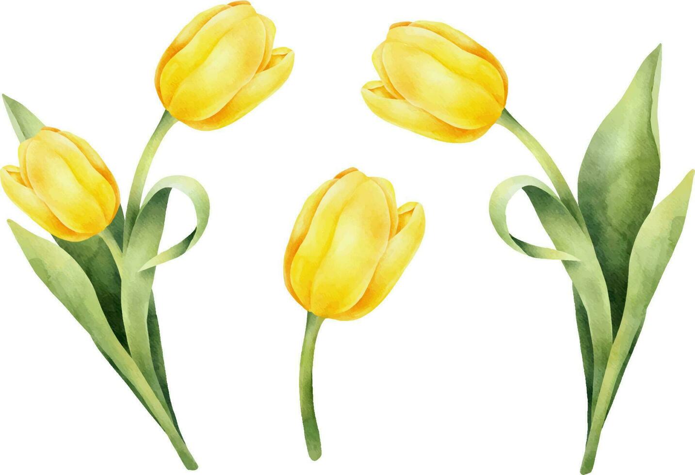 einstellen von Gelb Aquarell Tulpen mit Grün Blatt. Hand gezeichnet Aquarell Illustration vektor