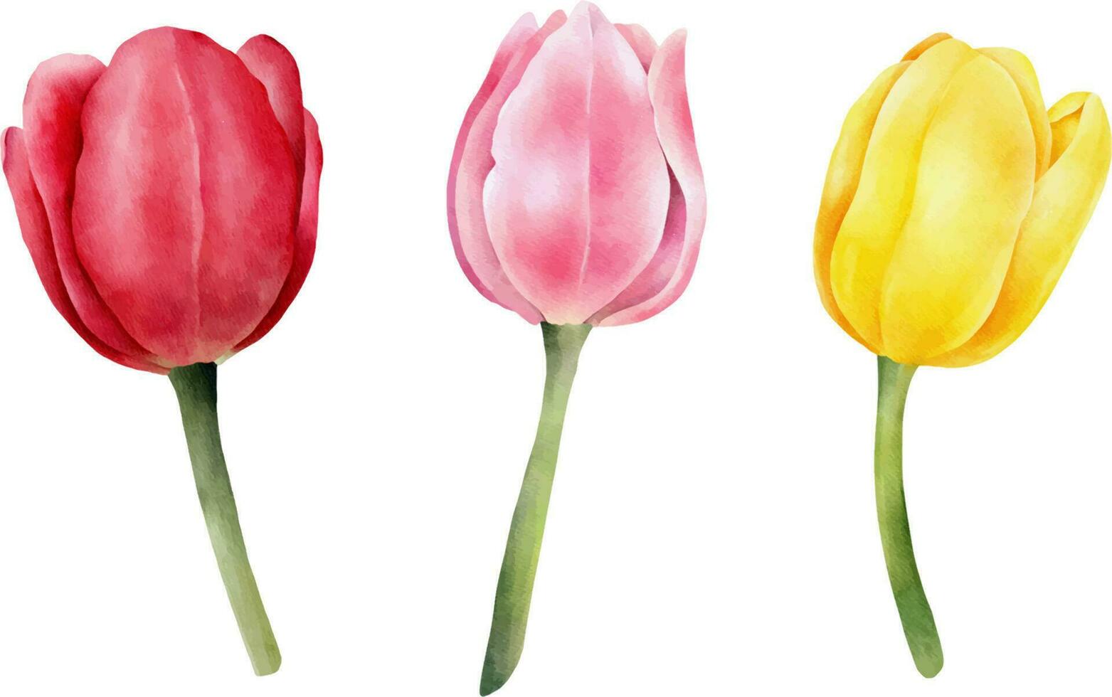 einstellen von Aquarell Tulpen mit Grün Blatt. Hand gezeichnet Aquarell Illustration vektor