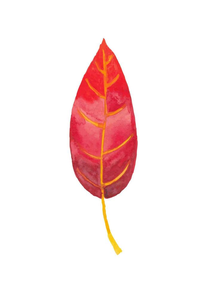 röd vattenfärg konstnärlig blad. höst tid. isolerat på vit. vektor