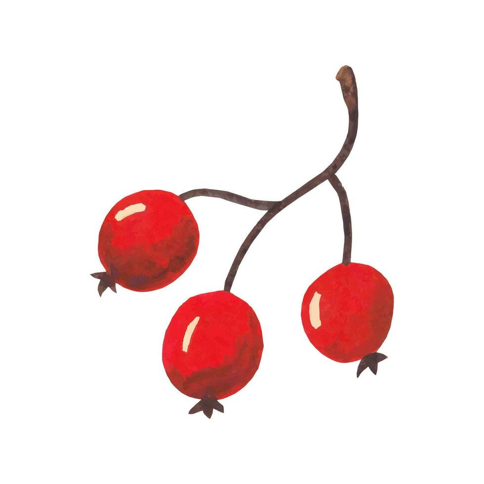 Aquarell rot Herbst Beeren Ast. Hand gezeichnet. vektor