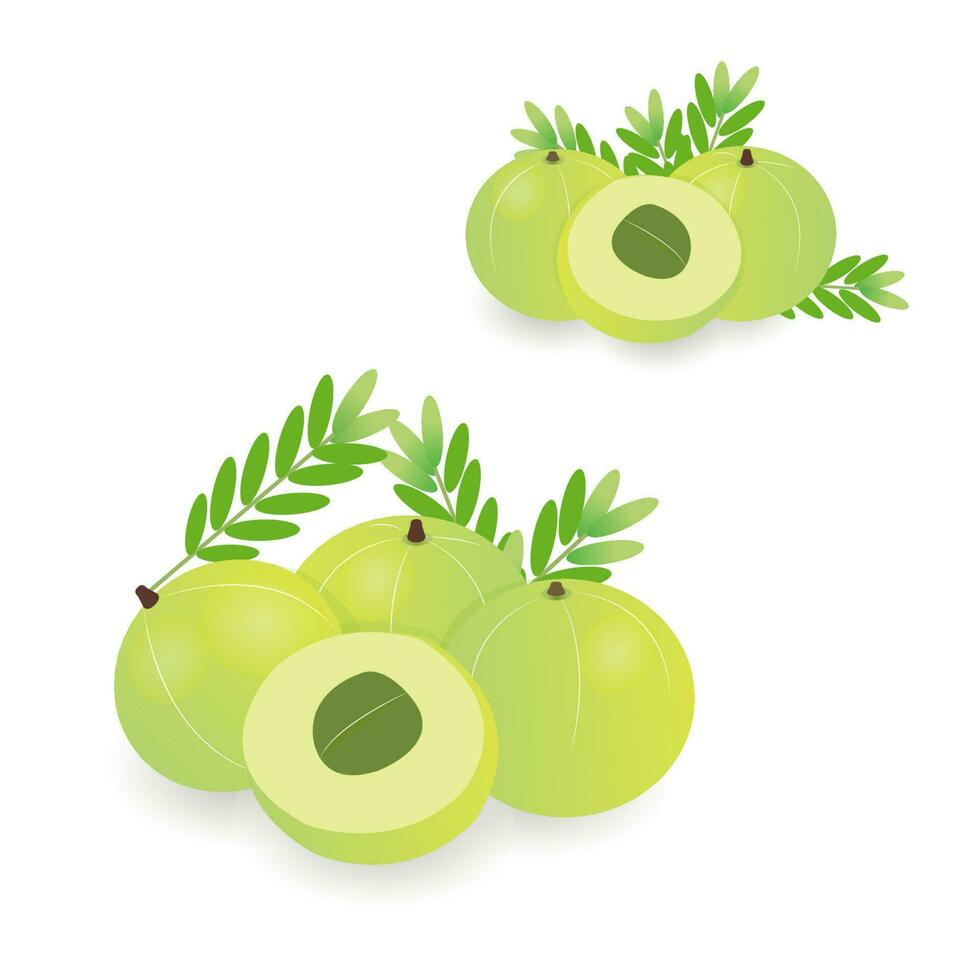 emblica extrahera vektor, amla indisk krusbär, emblem, phyllanthus emblica vektor, en del av emblica träd isolerat på vit bakgrund. vektor