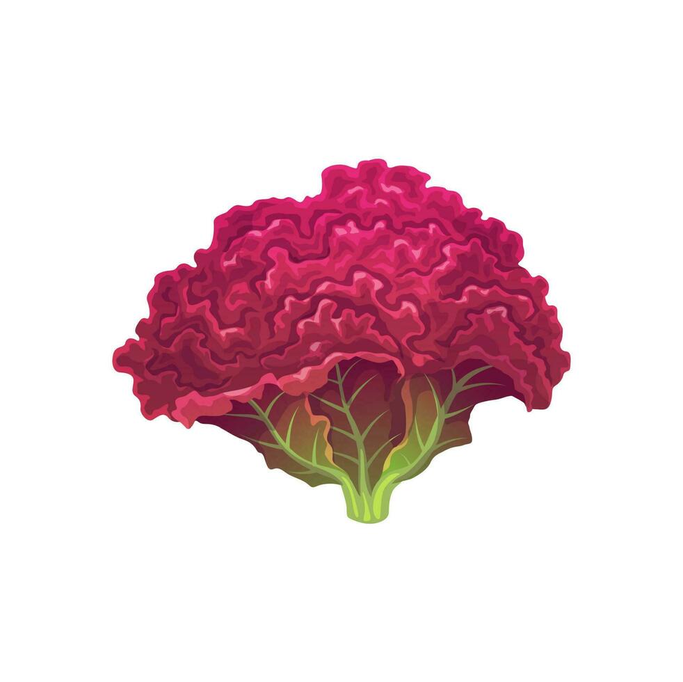 tecknad serie lollo rossa sallad isolerat vegetabiliska vektor