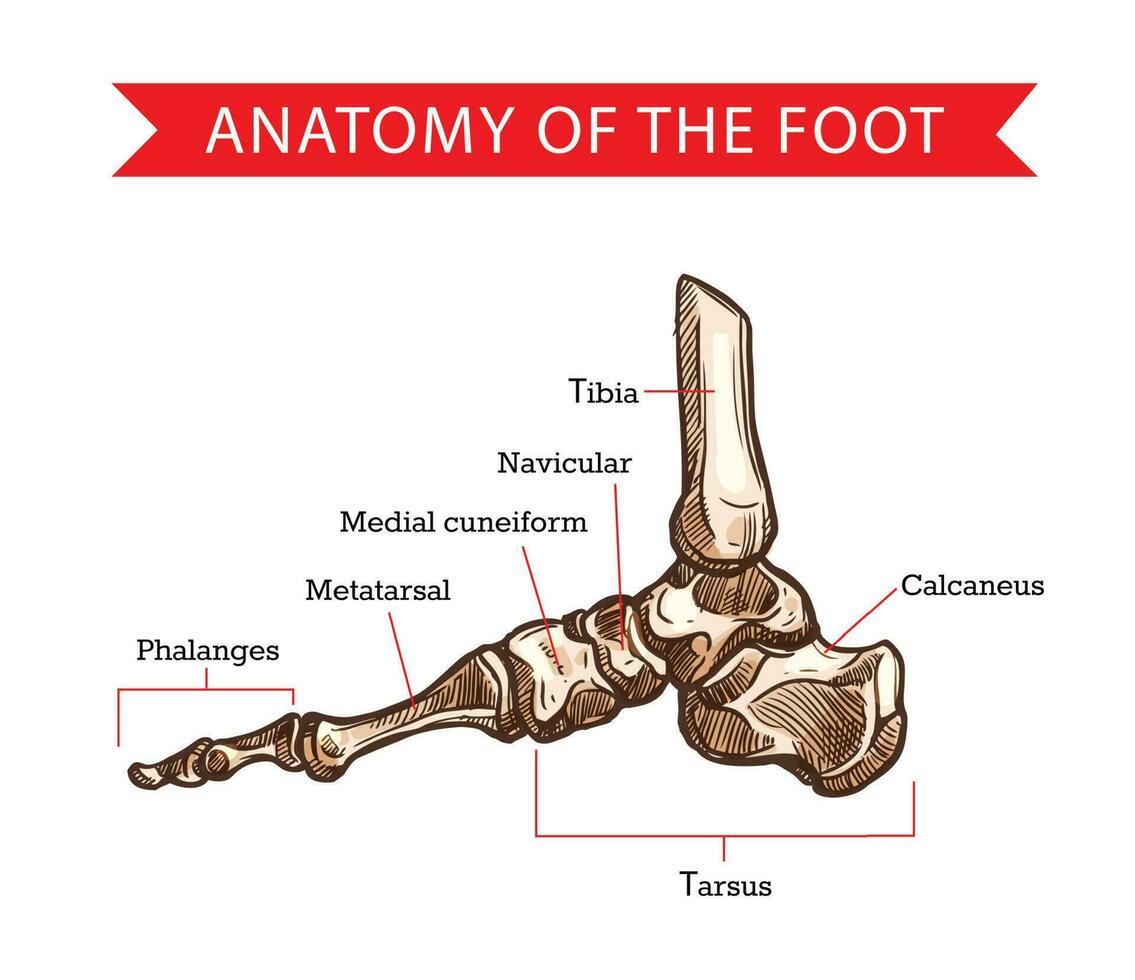 fot ben, skiss av mänsklig anatomi vektor
