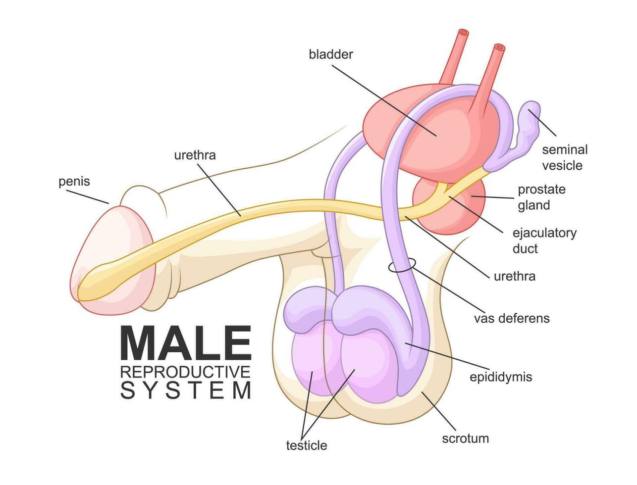 manlig reproduktiv systemet tecknad serie, hälsa vektor illustration