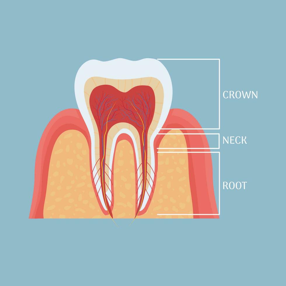 Mensch Zahn Anatomie, medizinisch, Dental Modell. bunt, detailliert Objekt. . Vektor Illustration