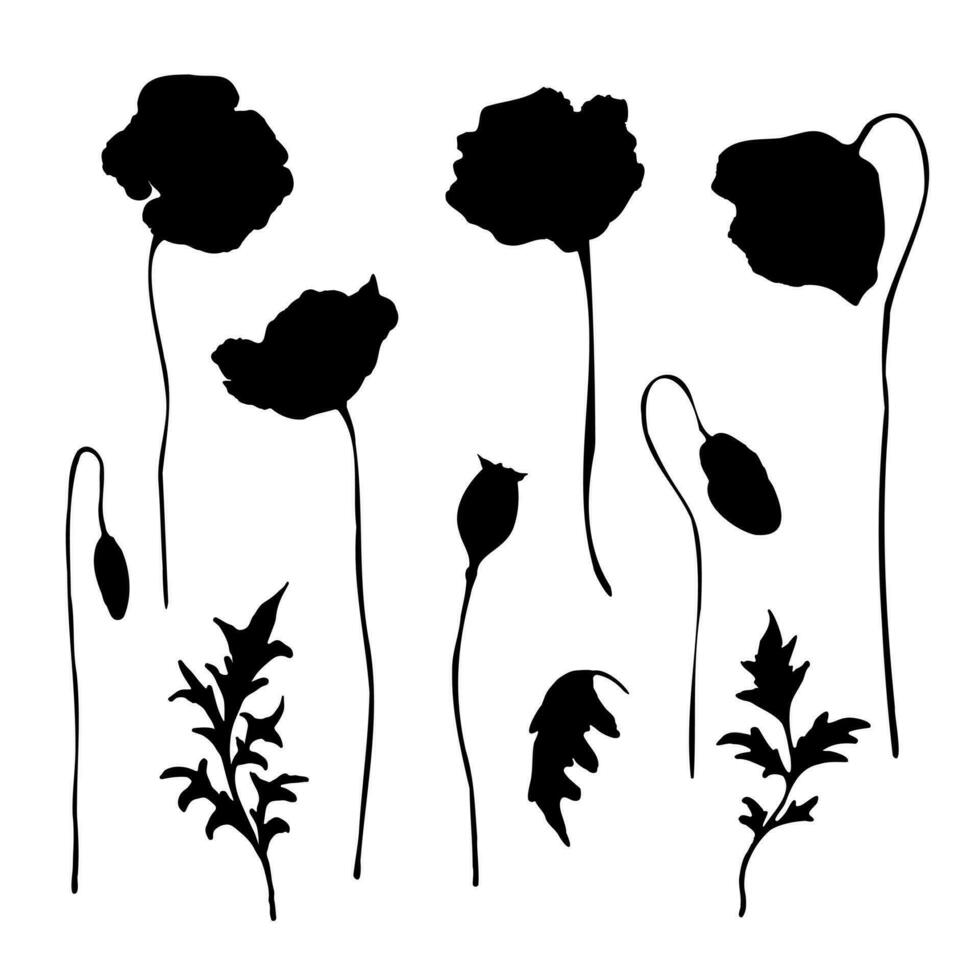 vallmo blommor knoppar och löv svart silhuett uppsättning på vit bakgrund. hand dragen botanisk design element samling. vektor illustration.