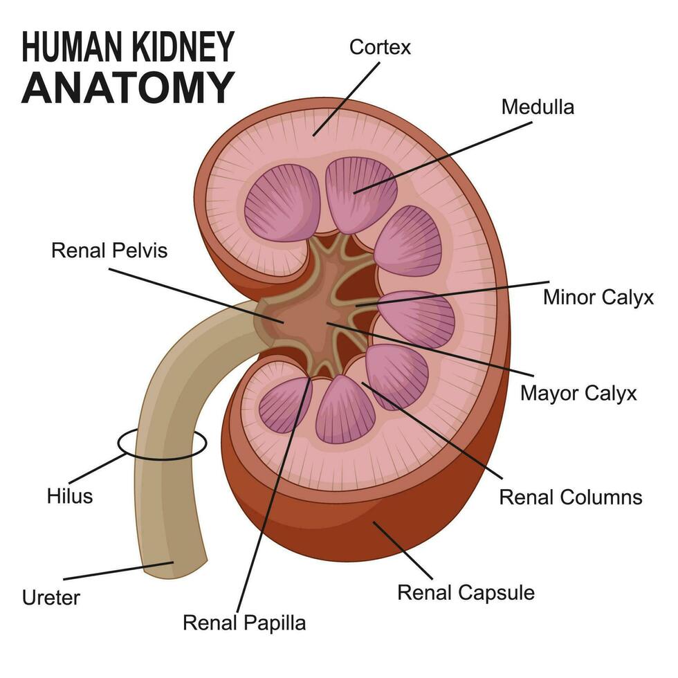 Mensch Niere Anatomie Karikatur. Vektor Illustration