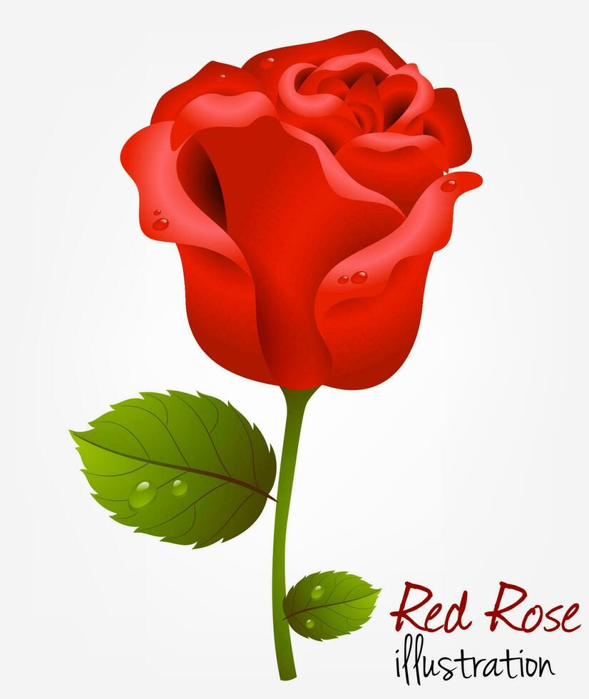 rot Rose, Vektor Illustration