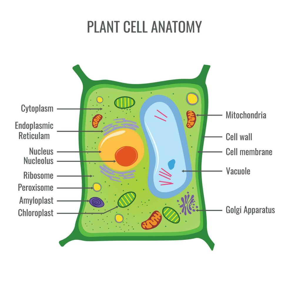 växt cell anatomi vektor illustration