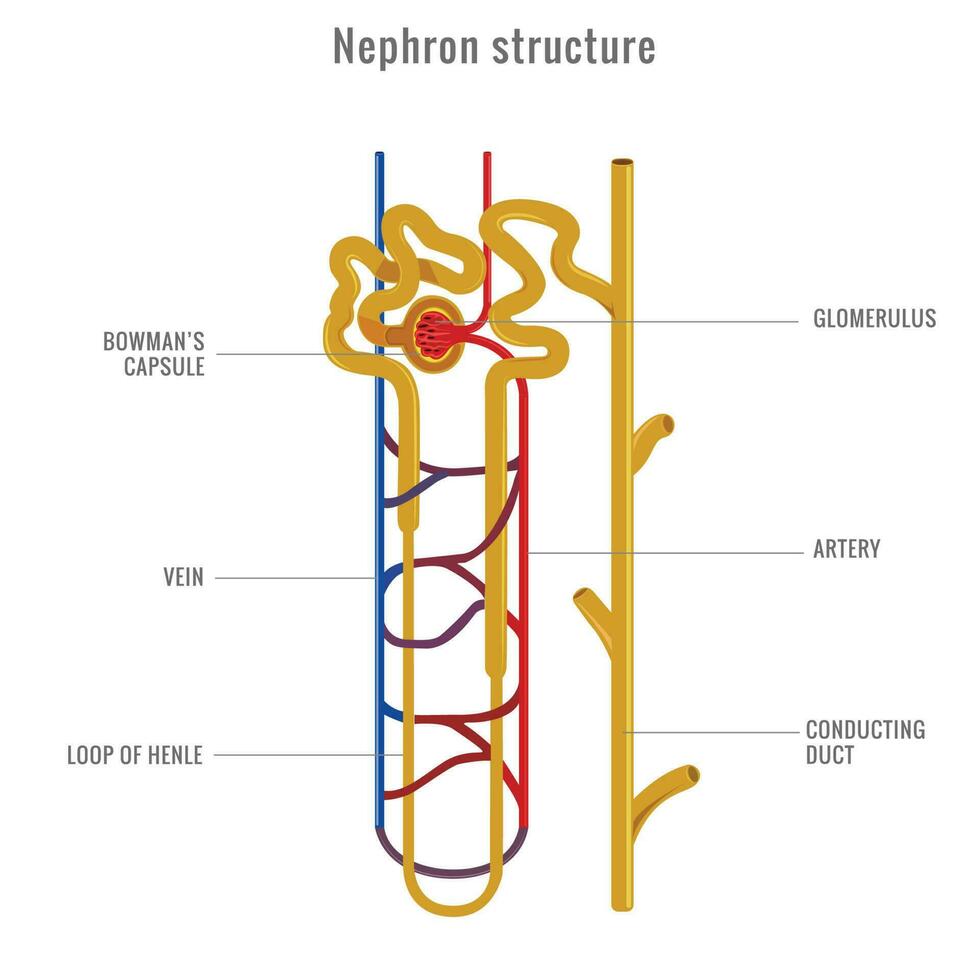 nephron strukturera i njure vektor illustration