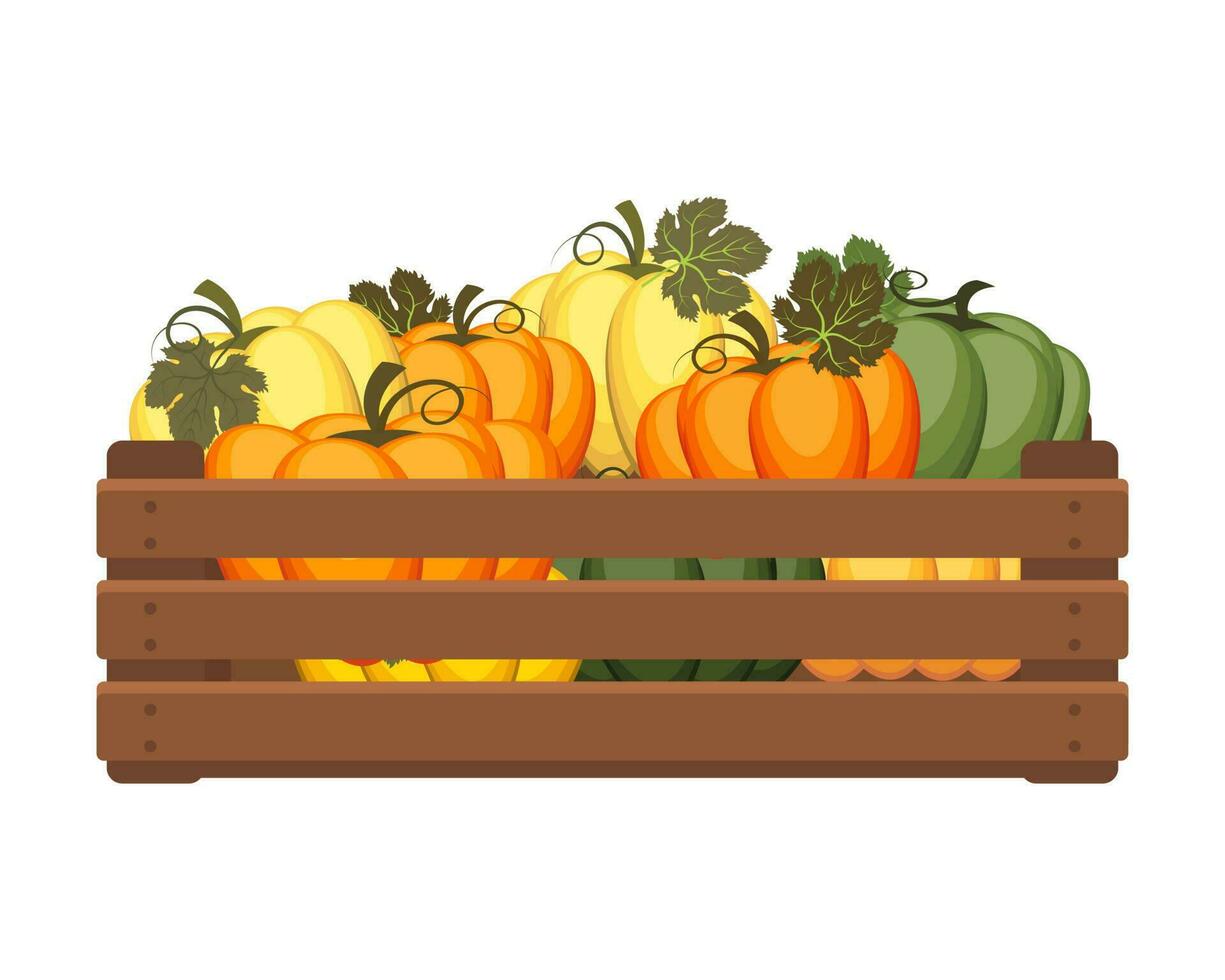 trä- låda med pumpor. friska mat, grönsaker, lantbruk illustration, vektor
