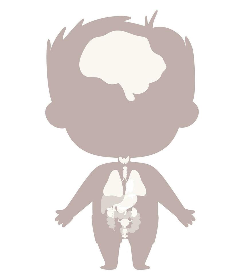 Anatomie Mensch Körper. männlich Silhouette mit visuell planen intern Organe und Standorte. Vektor Illustration. lehrreich medizinisch Grafik Mensch Konzept. Kinder Sammlung.