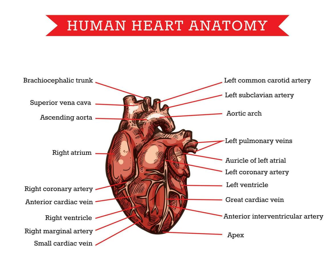 mänsklig hjärta anatomi, vektor skiss medicin schema