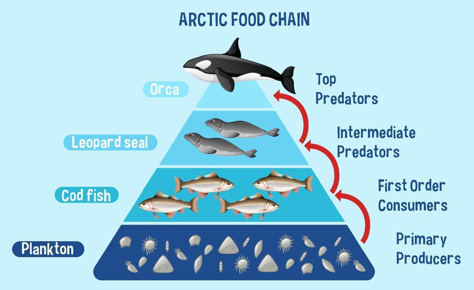 diagram som visar arktisk livsmedelskedja för utbildning vektor