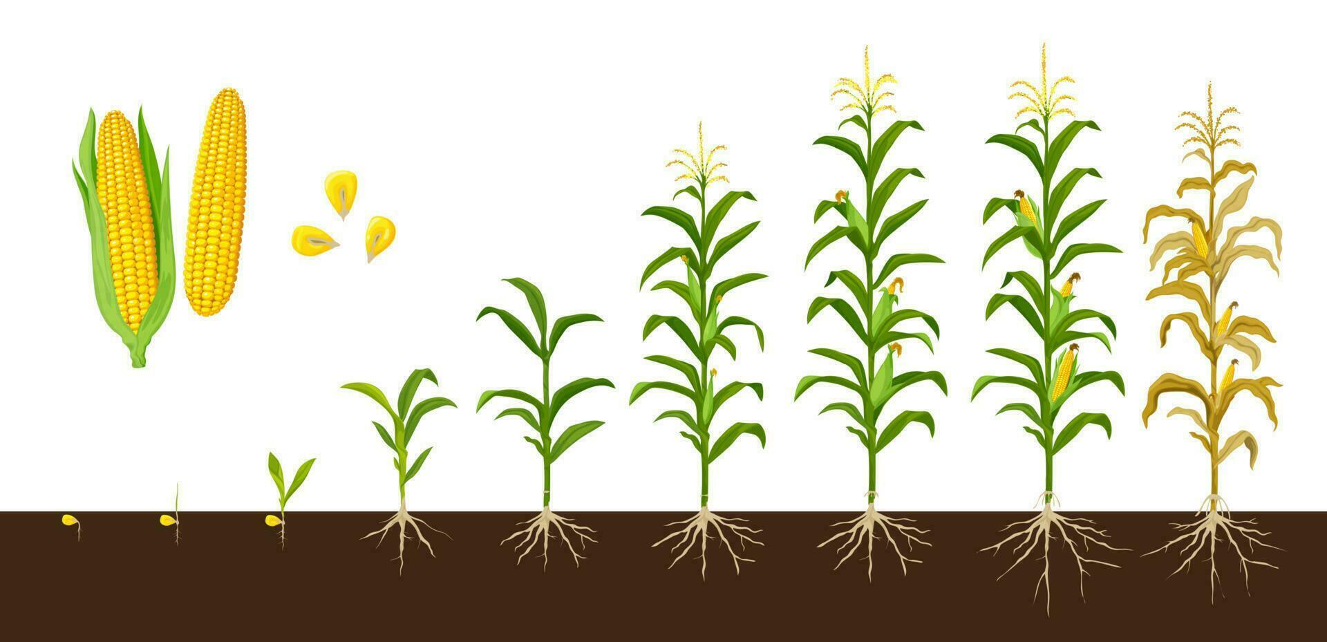 Mais Mais Wachstum Stufen, Gemüse Ernte Pflanze vektor