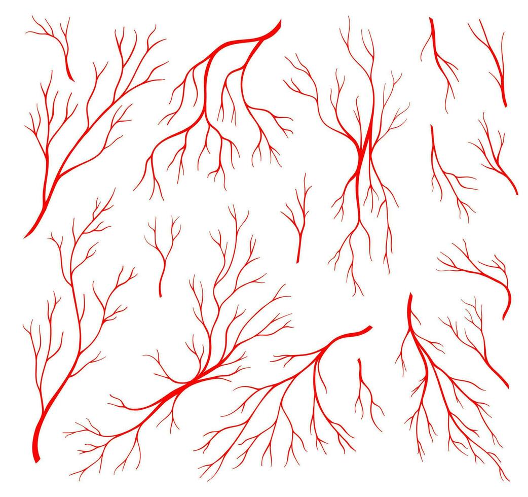 rot Venen, Anatomie Blut Arterie und Auge kapillar vektor