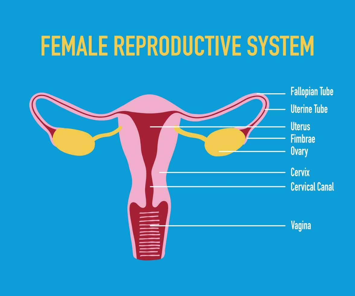 illustration av kvinna mänsklig reproduktiv systemet vektor