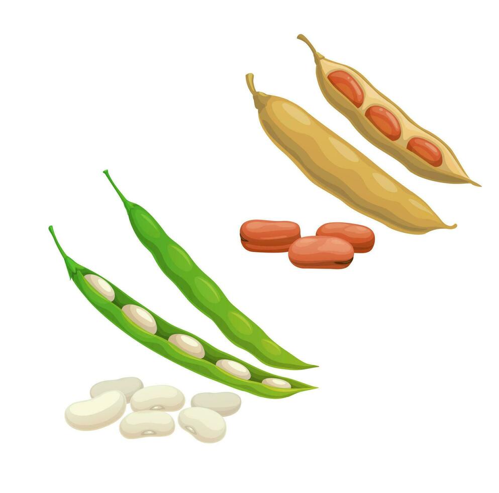 rot und Weiß Niere Bohnen pod Gemüse vektor