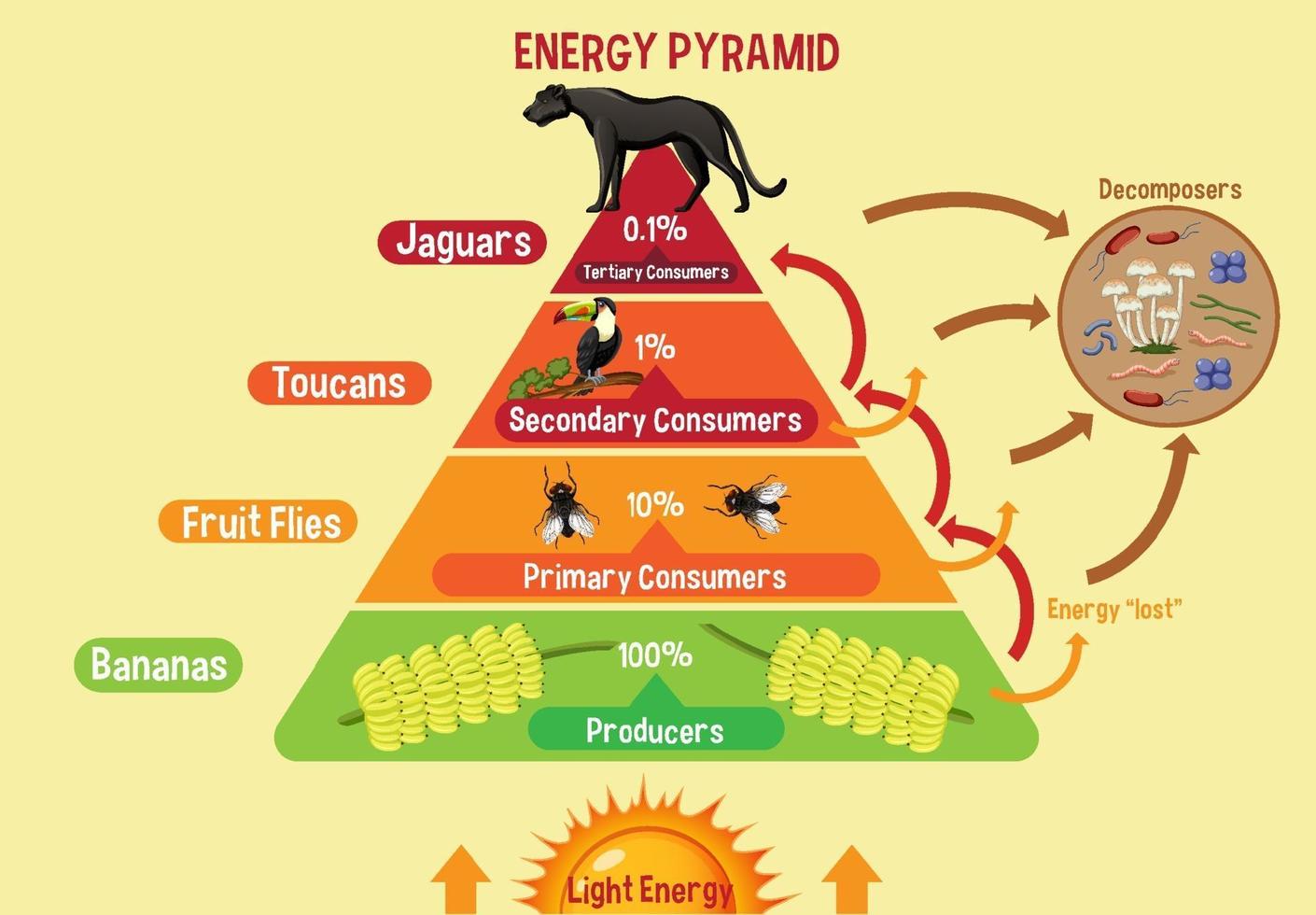 Diagramm, das die Energiepyramide für Bildung zeigt vektor