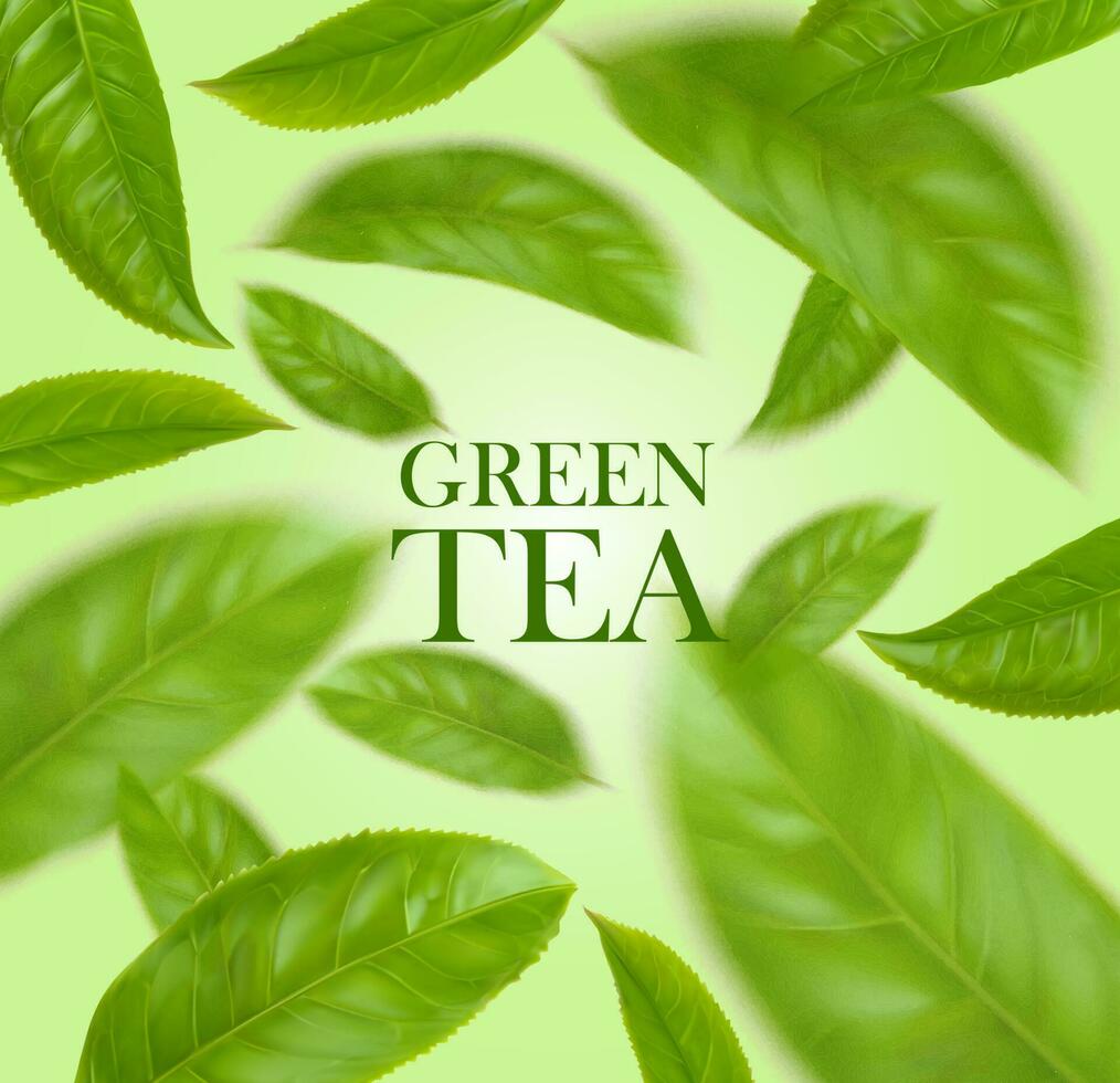 Grün Tee Blätter realistisch Kräuter- Hintergrund vektor