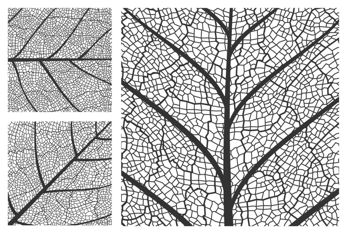 Blatt Textur Muster Hintergrund, Pflanze Zellen Venen vektor