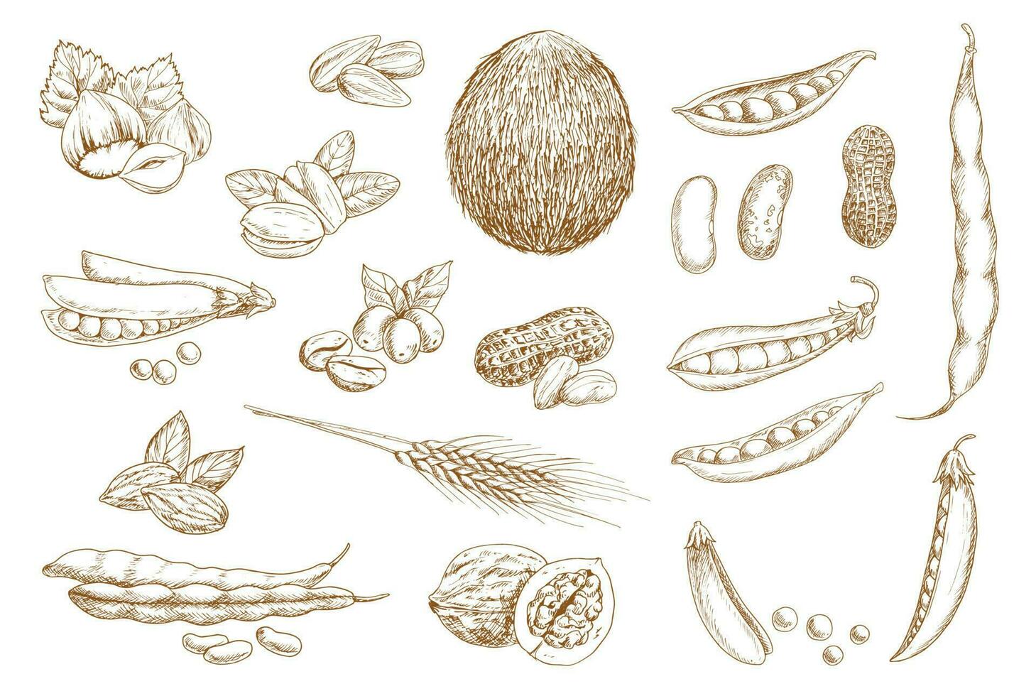 nötter, bönor och baljväxter hand dragen skiss vektor