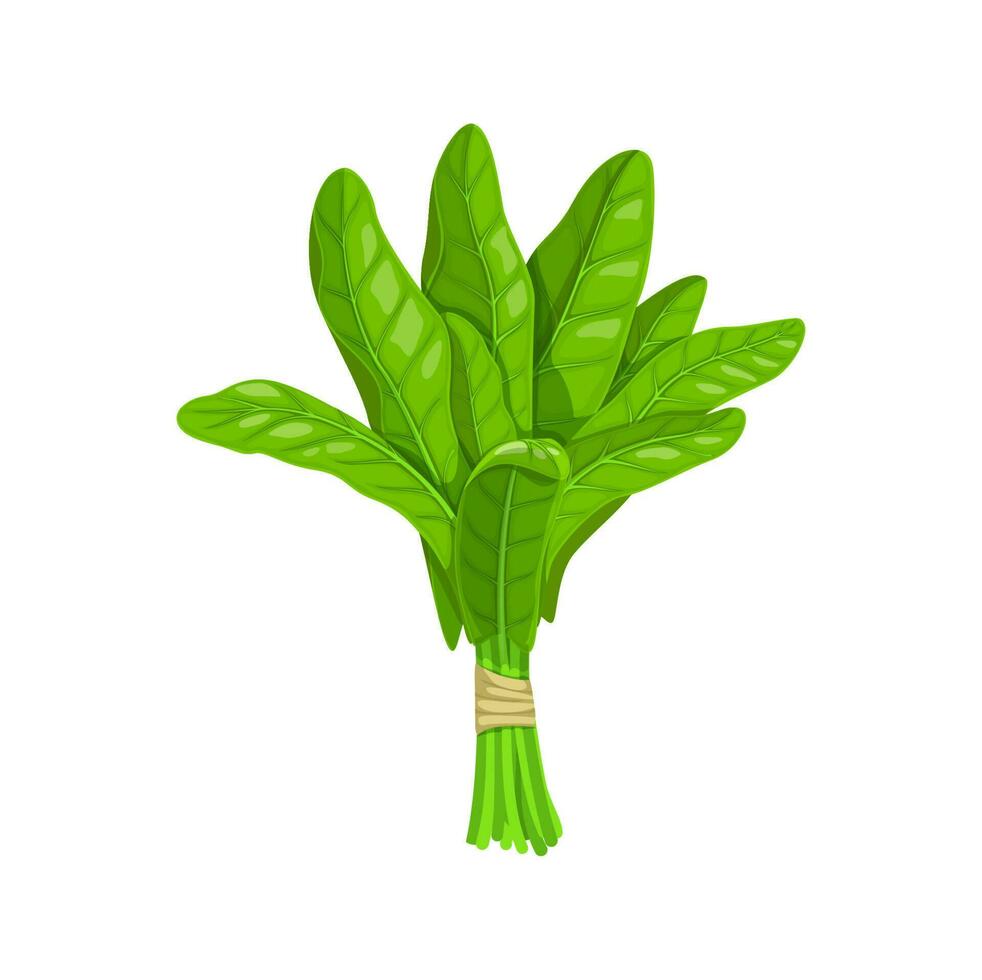 Karikatur Sauerampfer Salat Gemüse, Bauernhof reif Vegetarisch vektor