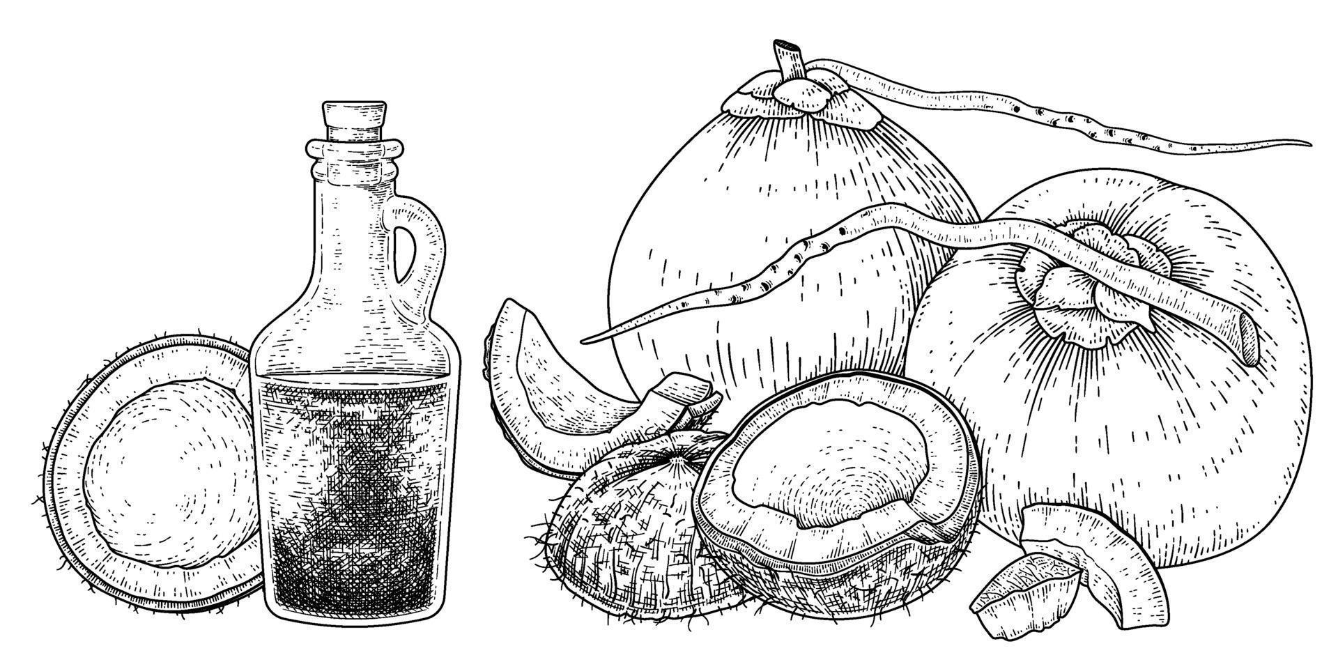 ganze halbe Schale Fleisch und Öl der Kokosnuss Hand gezeichnete Vektor Retro-Illustration