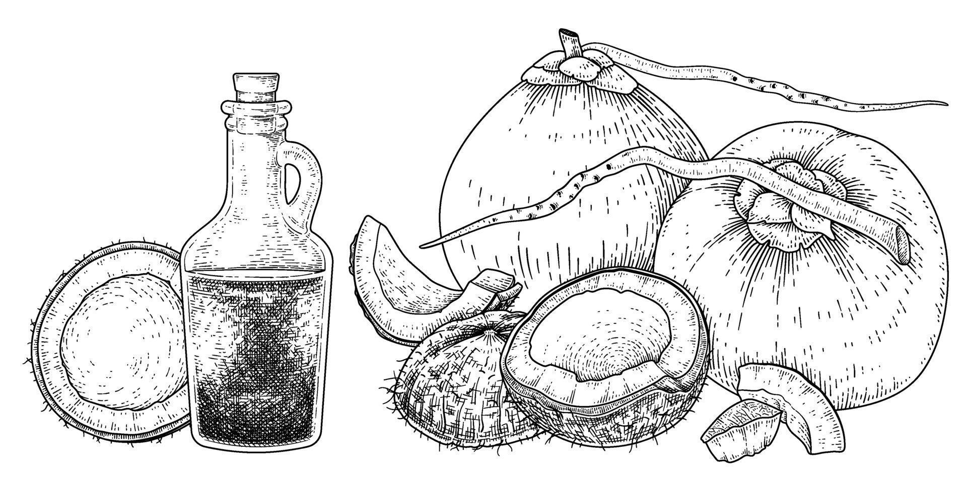 hela halva skal kött och olja av kokosnöt handritad vektor retro illustration