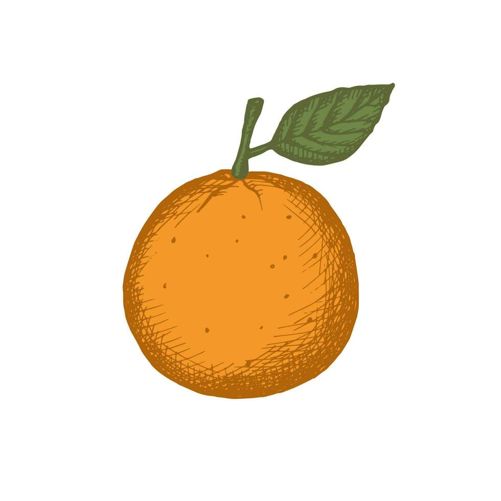 gezeichnet Mandarine, Clementine. Jahrgang Stil. Farbe Illustration von das Obst von ein Zitrusfrüchte Pflanze mit Blätter. künstlerisch Vektor Illustration. isoliert Weiß Hintergrund