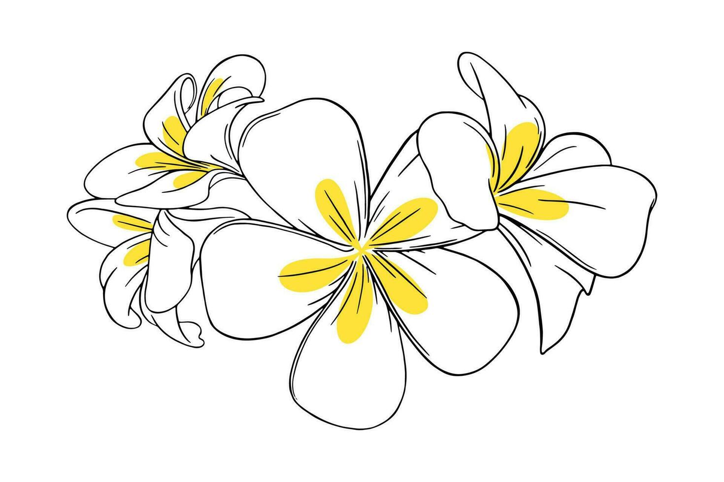 frangipani eller plumeria tropisk blomma för leis. graverat frangipani med gul kronblad isolerat i vit bakgrund. vektor illustration