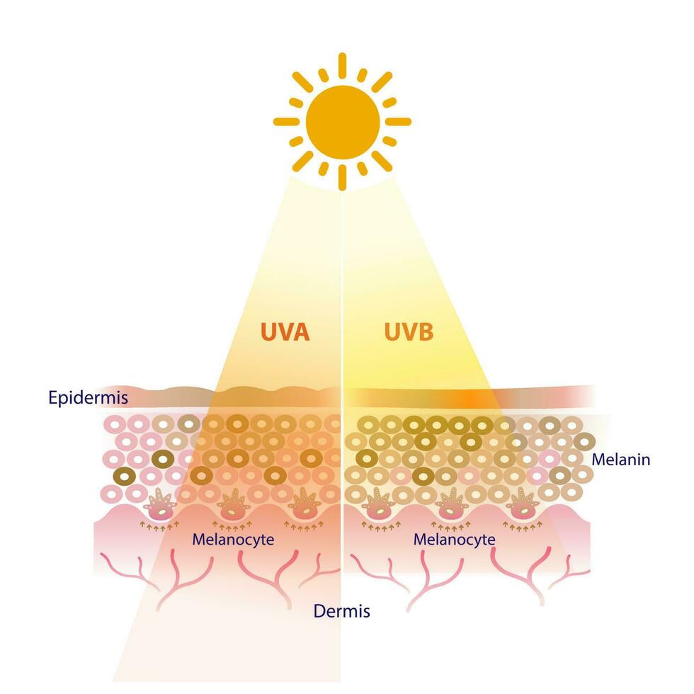 uva och uvb strålning penetrera in i de hud lager vektor på vit bakgrund. uva och uvb strålar påverka de hud i annorlunda sätt.