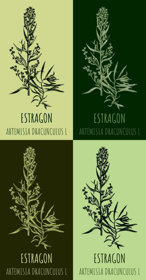 Estragon oder Artemisia Dracunculus, aromatisch Küche und medizinisch Kraut. Hand gezeichnet botanisch Vektor Illustration