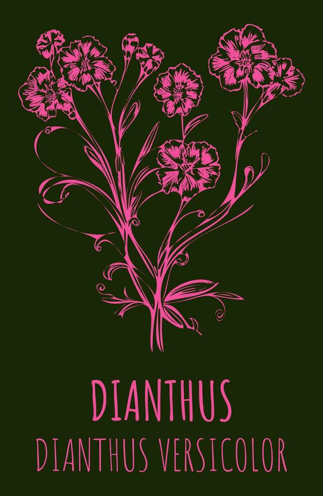 Vektor Illustration von Feld Nelke. Hand gezeichnet botanisch Illustration von Dianthus Campestris.