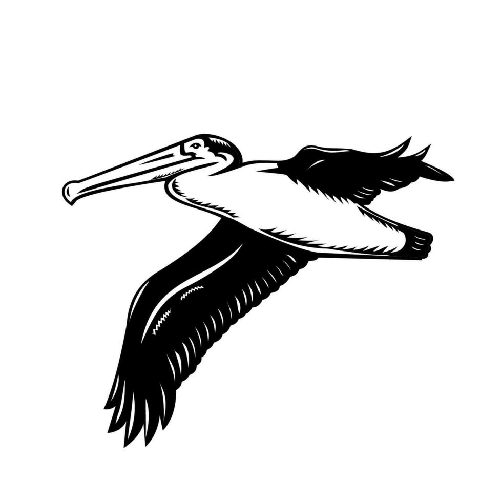 kalifornien brun pelikan eller pelecanus occidentalis californicus flygande retro träsnitt svart och vit vektor