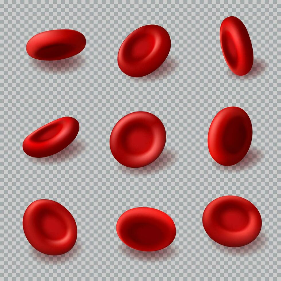 rot Blut Zellen 3d Vektor Hämoglobin, Hämatologie