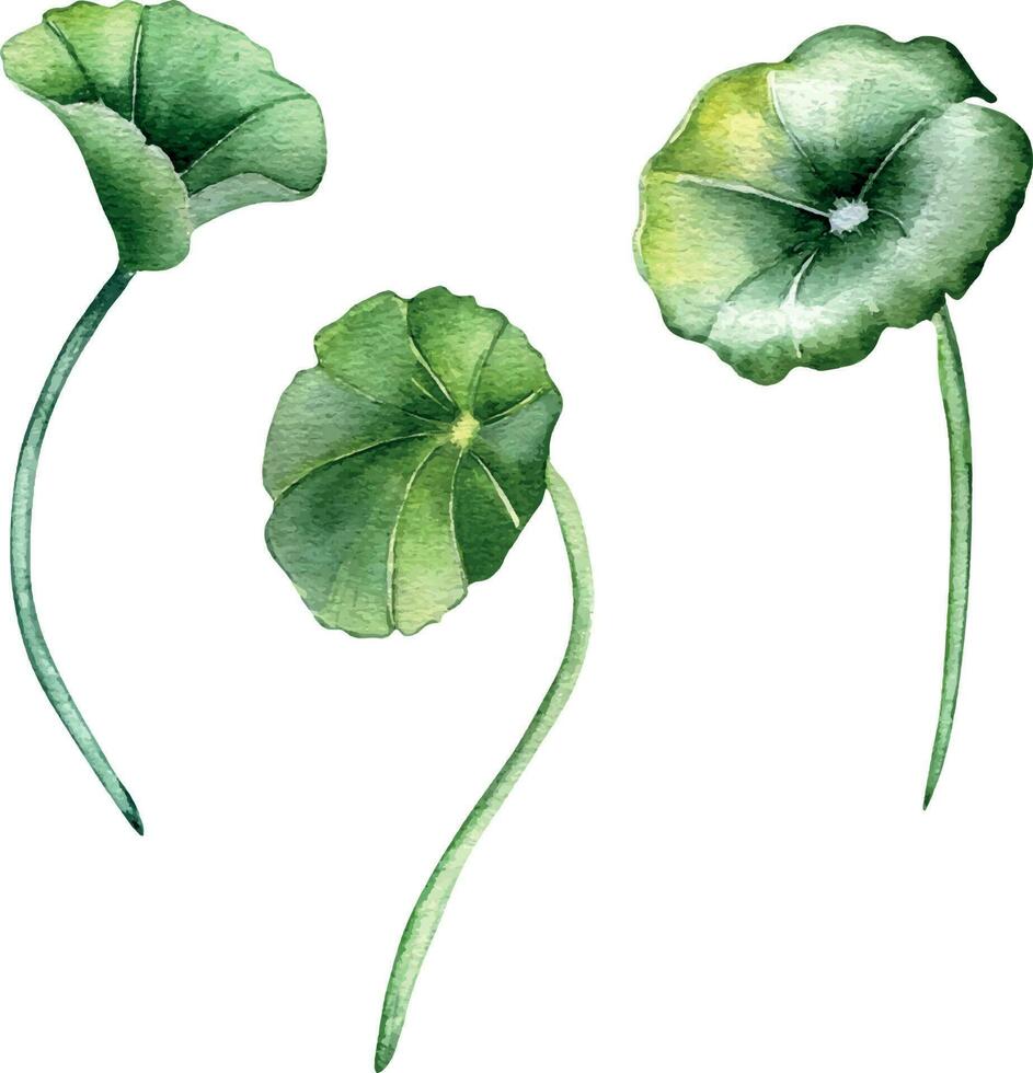 centella asiatica vattenfärg illustration isolerat på vit. pennywort, har dig kola ört- växter, cola hand ritade. design element för paket, märka, reklam, omslag, ört- växter samling vektor