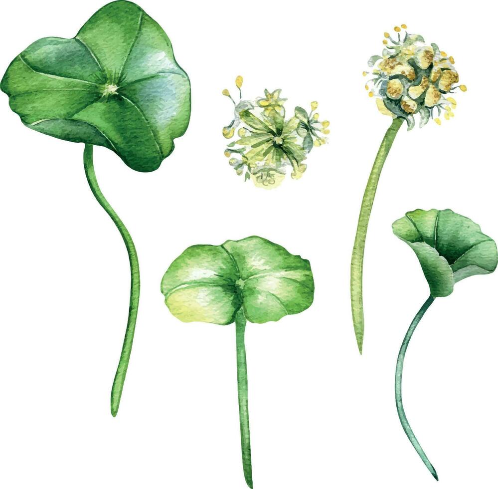 Centella asiatica Aquarell Illustration isoliert auf Weiß. Wassernabel, hab dich Kola Kräuter- Pflanzen, Cola Hand gezeichnet. Design Element zum Paket, Etikett, Werbung, Verpackung, Kräuter- Pflanzen Sammlung vektor