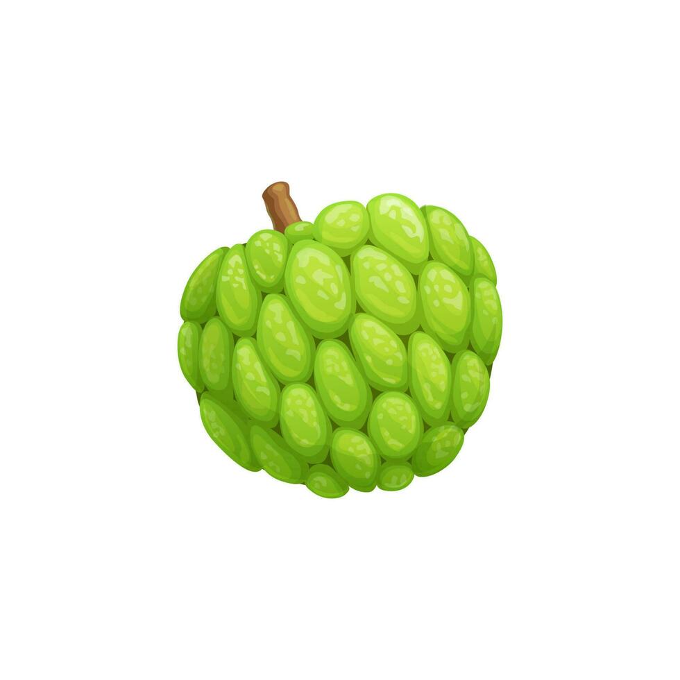 Cherimoya eller tjock vaniljsås äpple frukt, annona squamosa vektor