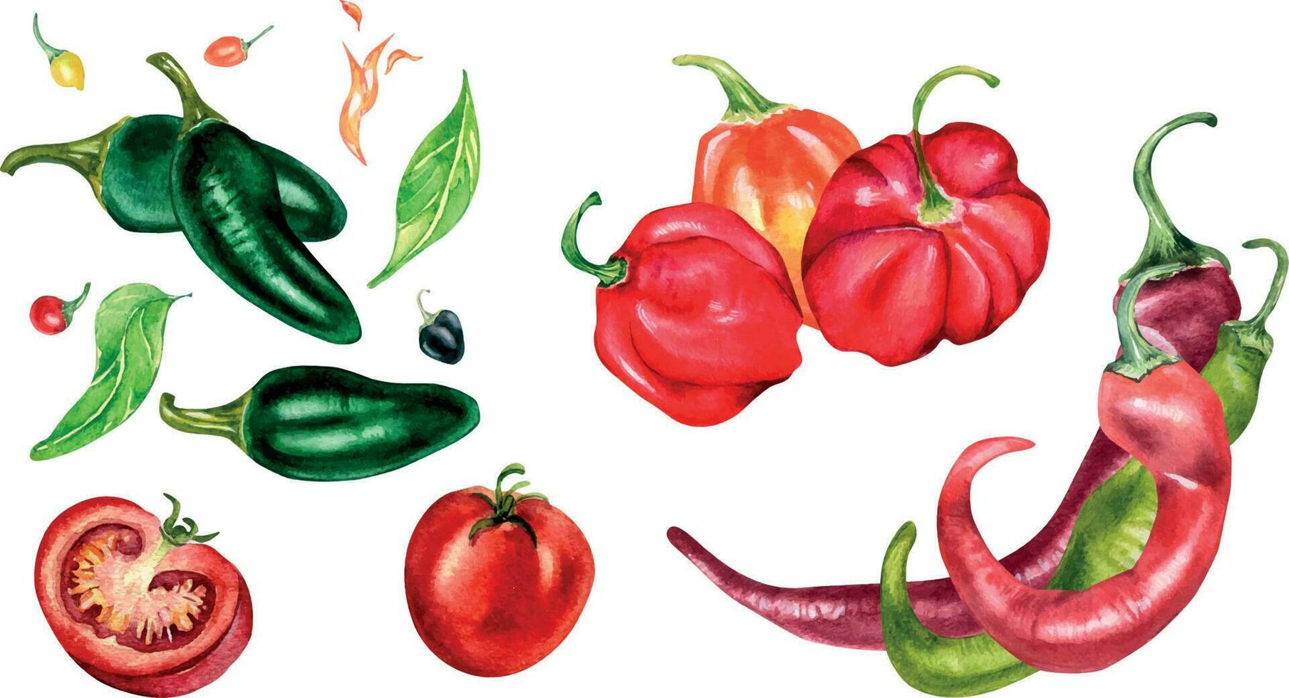 einstellen von verschiedene heiß Pfeffer und Tomaten Aquarell Illustration isoliert auf Weiß. rot Pfeffer, Habanero, Chili, Jalapeno Hand gezeichnet. Design Element zum Verpackung, Speisekarte, Markt, Zutaten, Geschirr vektor