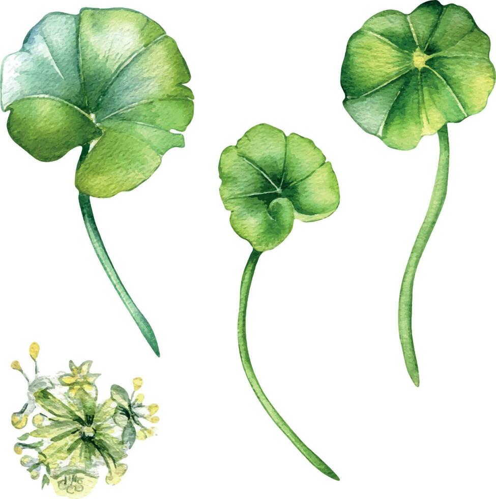 centella asiatica vattenfärg illustration isolerat på vit. pennywort, har dig kola ört- växter, cola hand ritade. design element för paket, märka, reklam, omslag, ört- växter samling vektor