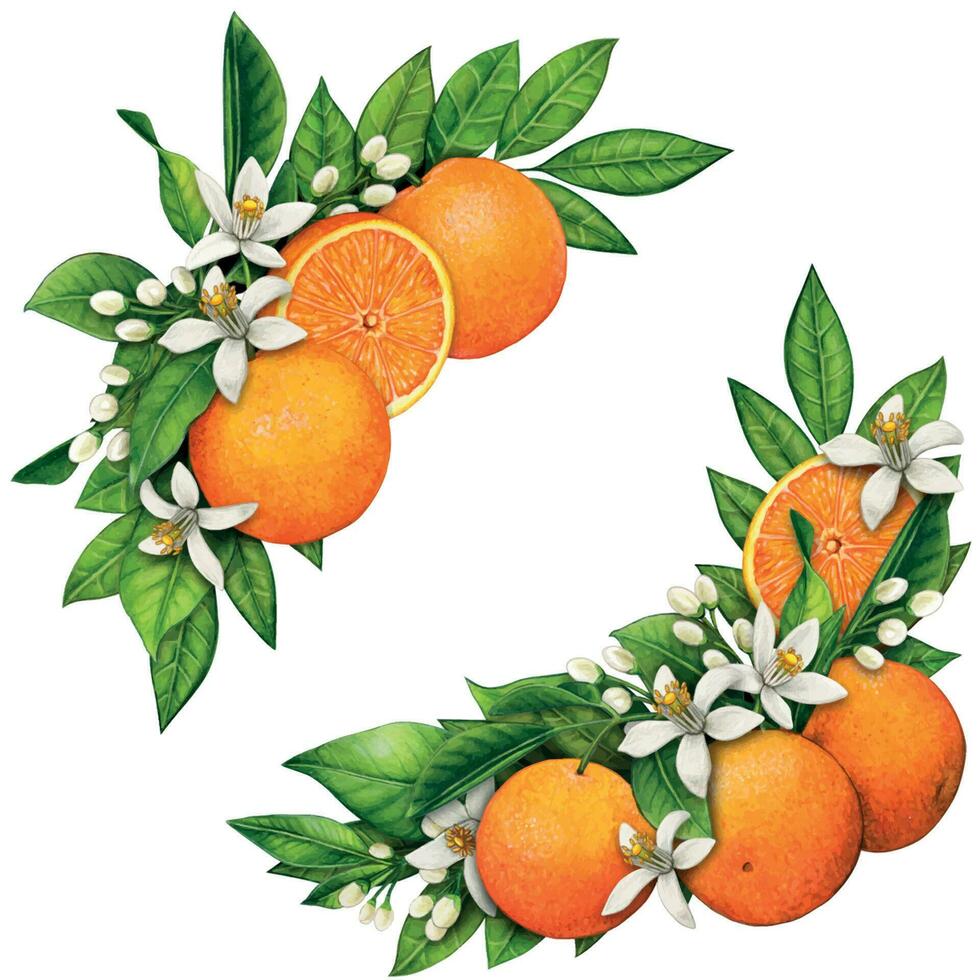 vattenfärg hand dragen realistisk apelsiner och orange blommor vektor