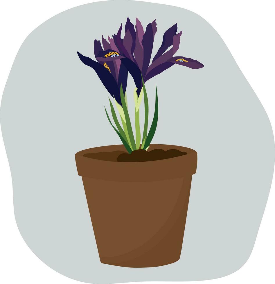 lila iris blomma i en pott. hög kvalitet vektor illustration.