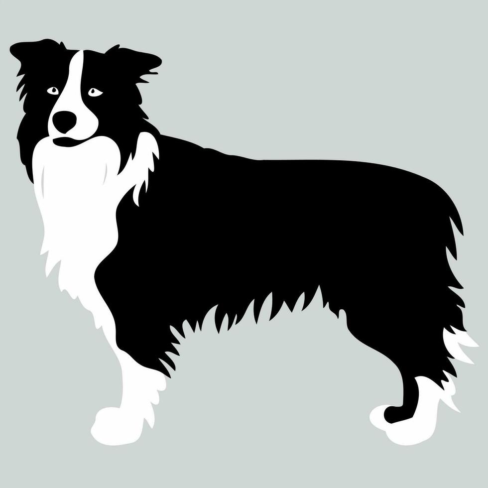 Hund von das Rasse Rand Collie Silhouette im schwarz und Weiß vektor