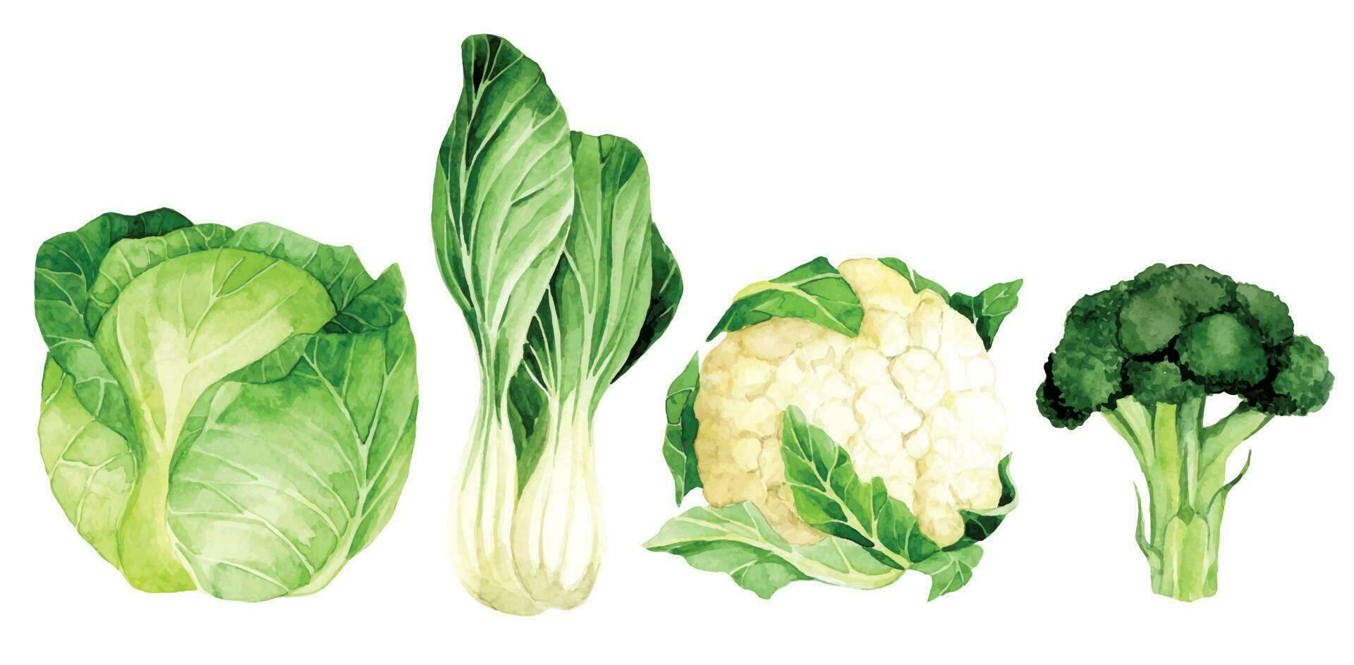 vattenfärg teckning. uppsättning av grönsaker. kål, blomkål, broccoli, sallad. grön grönsaker realistisk illustration vektor